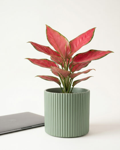 Aglaonema Eastern Red