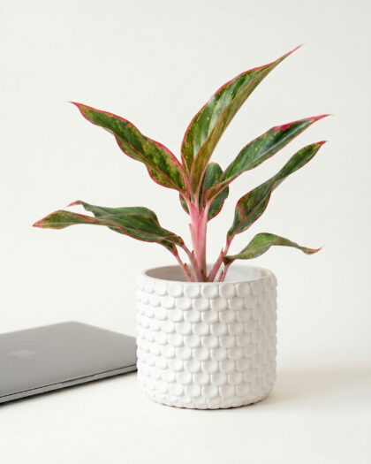 Aglaonema Siam Aurora