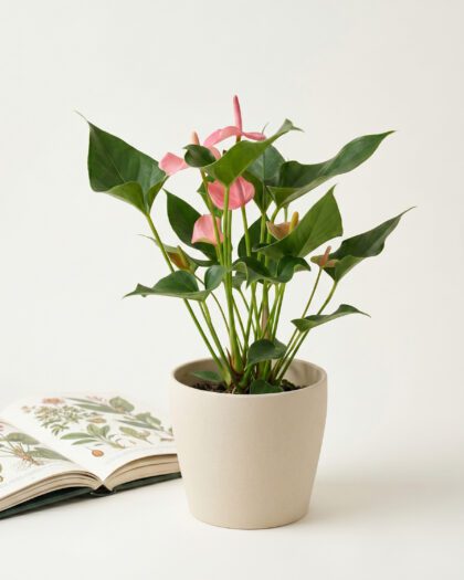 Anthurium Pink