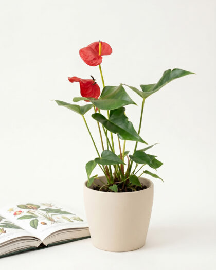 Anthurium Red