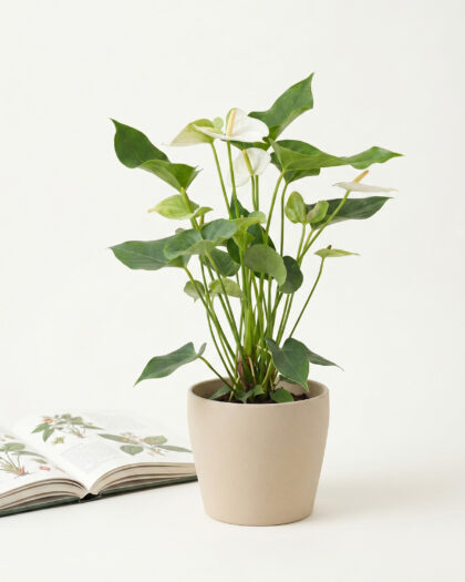 Anthurium White