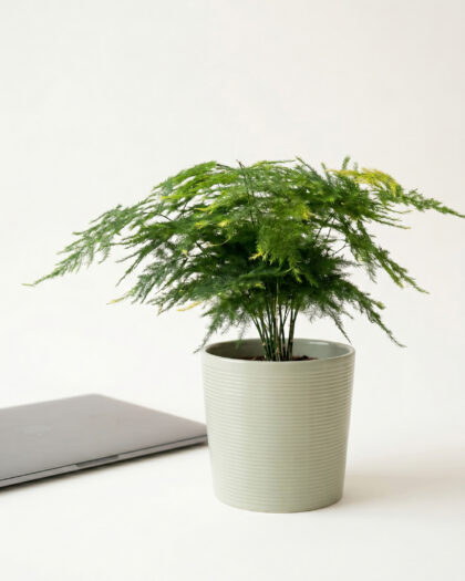 Asparagus Dwarf Fern