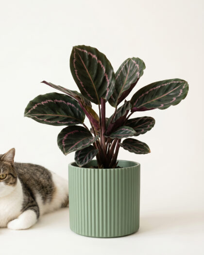 Calathea Dottie