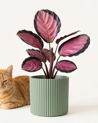 Calathea Picturata Crimson