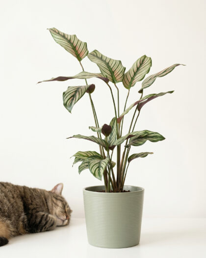 Calathea White Star