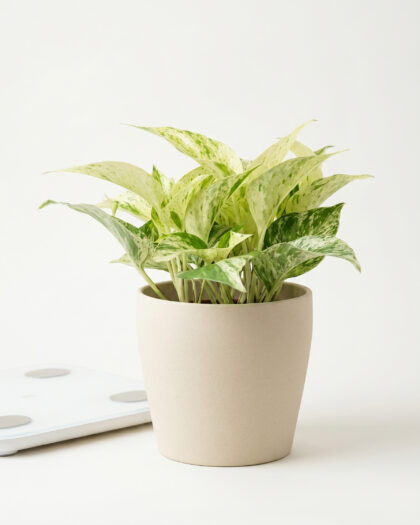 Epi Marble Queen