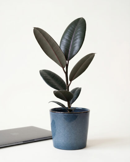 Ficus Elastica