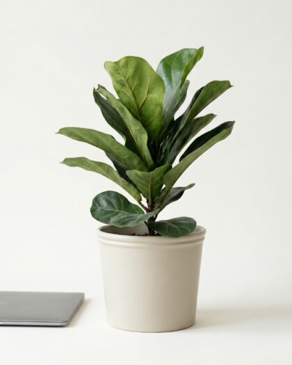 Ficus Lyrata Bambino