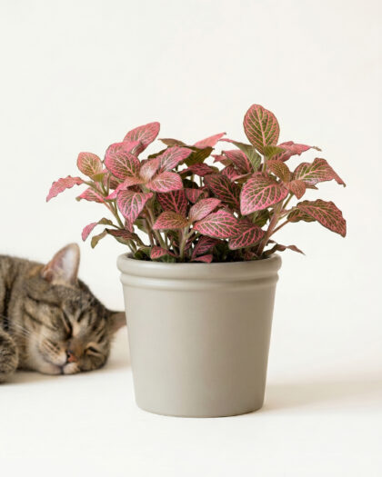 Fittonia Red