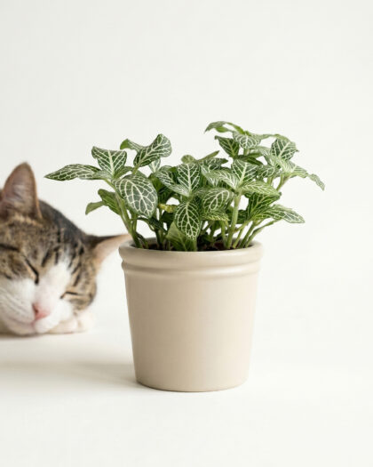 Fittonia White