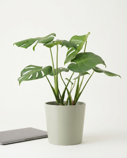 Monstera Deliciosa
