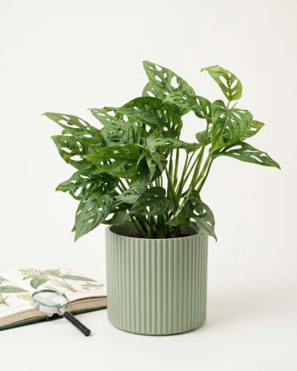 Monstera Obliqua