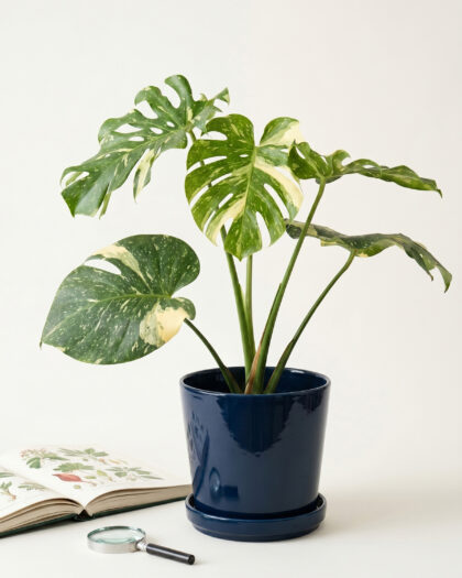 Monstera Thai Constellation (Large)