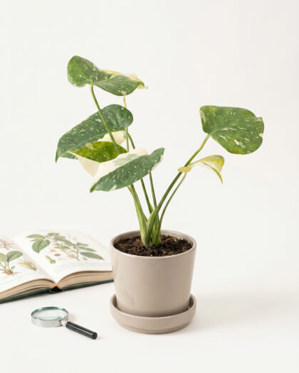 Monstera Thai Constellation (Small)