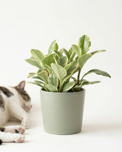 Peperomia Var