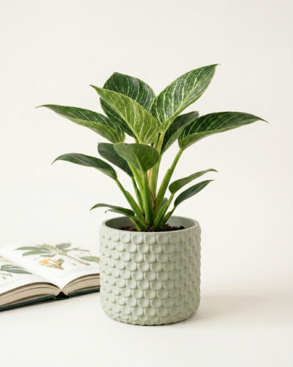 Philodendron Birkin