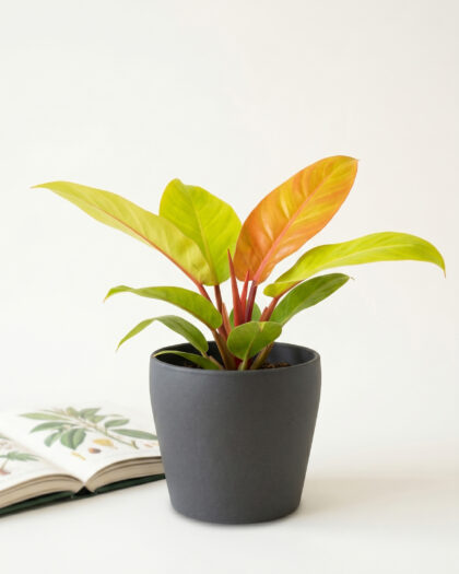 Philodendron Congo Orange