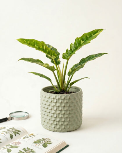 Philodendron Ring Of Fire