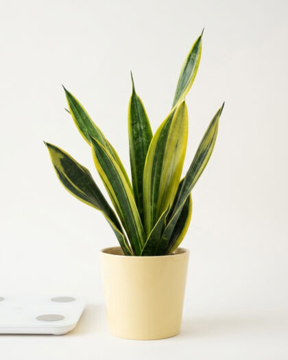Sansevieria Laurenti Gold