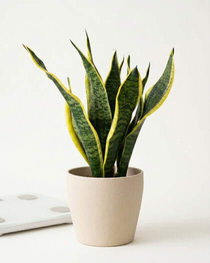 Sansevieria Superba
