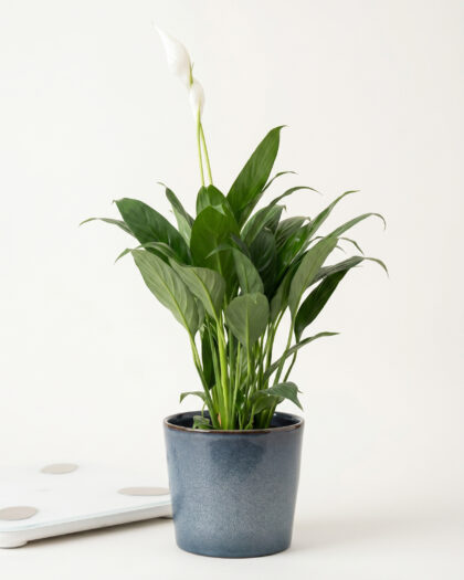Spathiphyllum Mojo (Peace Lily)