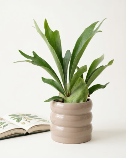 Staghorn Fern