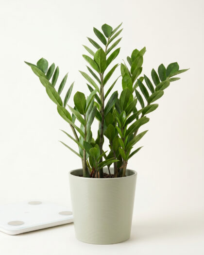Zamioculcas (ZZ Plant)